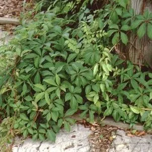 thumbnail for publication: Parthenocissus quinquefolia Virginia Creeper